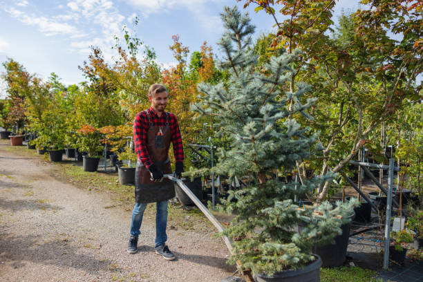 Trusted Greeneville, TN Tree Service Experts